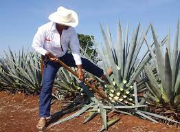 LangeTheke: Tequila Banner